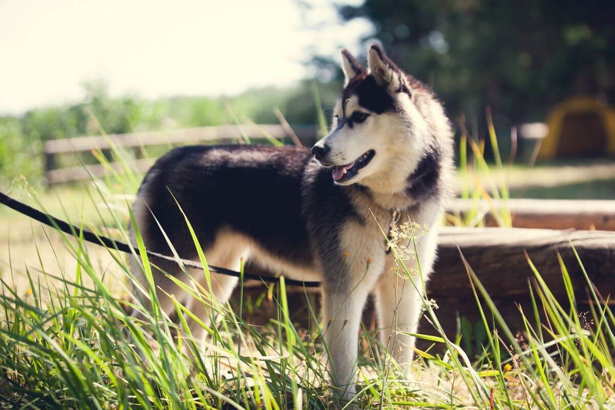 Проект «Краiна»: изучаем Беларусь вместе с «Альфа-Банком»